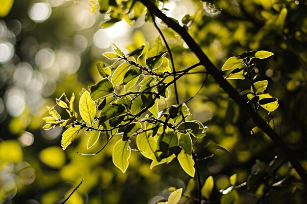 La naturaleza la tranquilidad y la belleza brillan hojas amarillas árboles verdes generados
