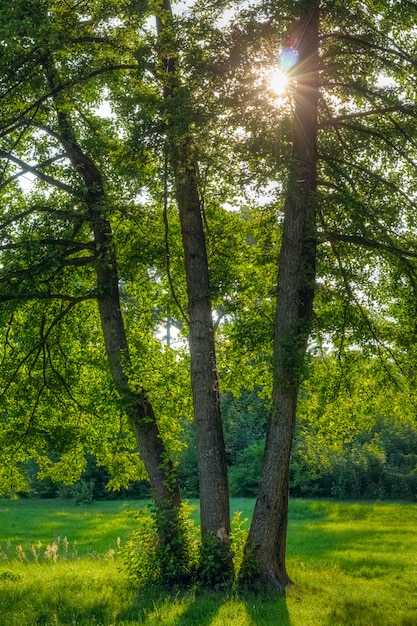 Naturaleza con tres robles y el sol.