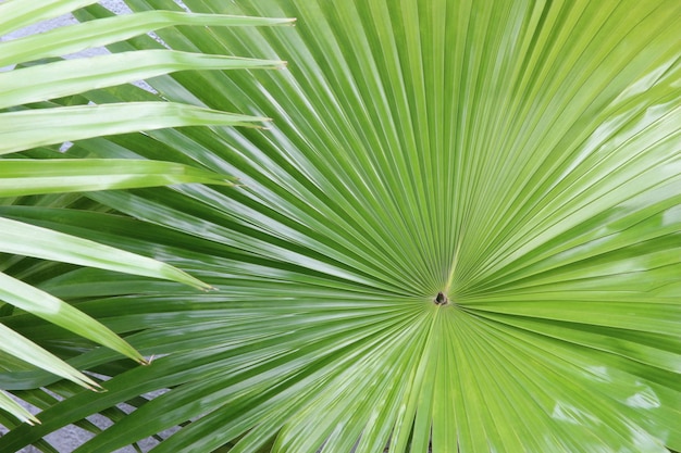 La naturaleza tropical es verde, la hoja de palma es verde, el fondo es verde.