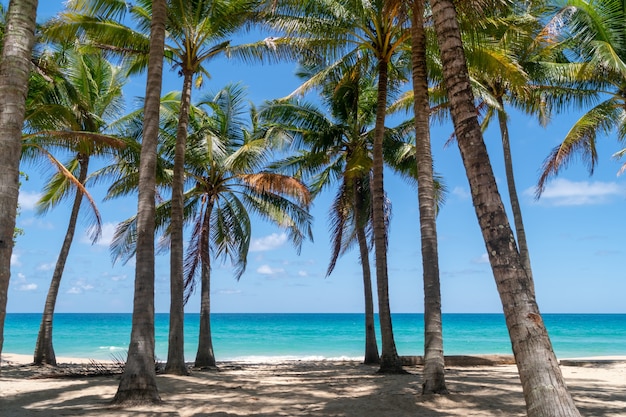 Naturaleza tropical playa limpia y arena blanca en verano con sol cielo azul claro