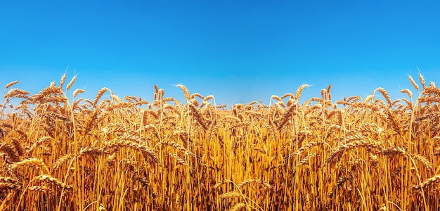 Naturaleza Ucrania bandera prado trigo bajo el cielo