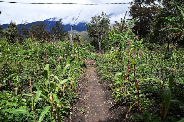 Naturaleza del valle de Wamena, Papua, Indonesia