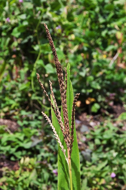 Naturaleza del valle de Wamena, Papua, Indonesia