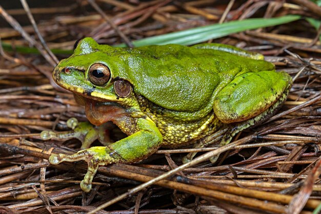 Foto naturaleza de verano hierba bosque animal verde adulto vida natural día de roca fauna silvestre grou