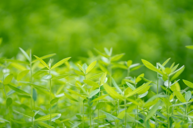 Naturaleza, verde, árbol, cerca de árbol verde en la naturaleza. como fondo