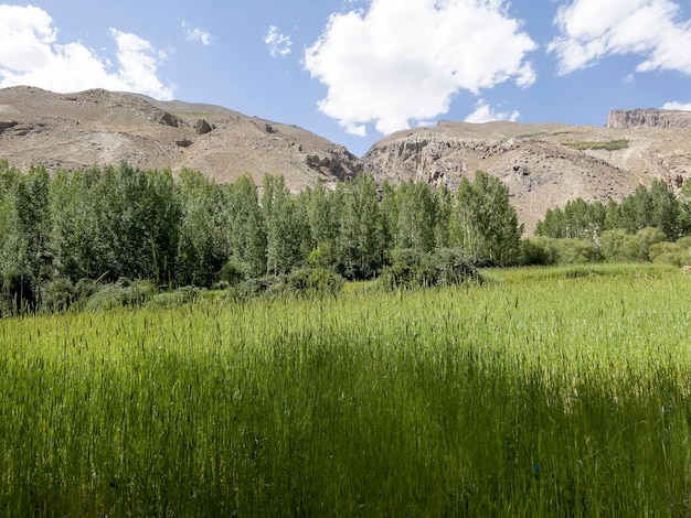 La naturaleza verde frente a las montañas de Pamir
