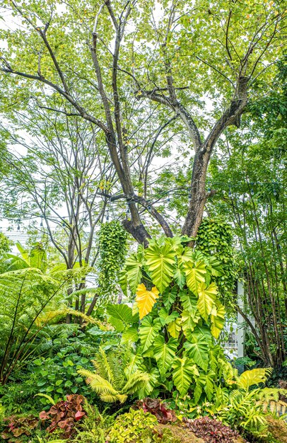 Naturaleza verde de helechos y árboles en un jardín tropical