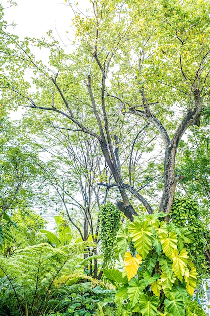 Naturaleza verde de helechos y árboles en un jardín tropical