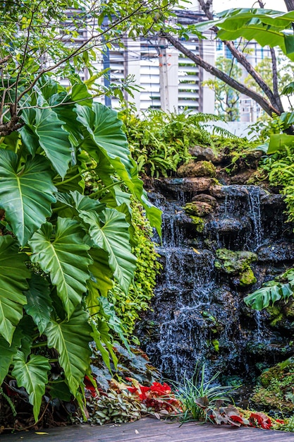 Naturaleza verde de helechos y árboles en un jardín tropical