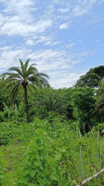 La naturaleza verde el hermoso paisaje el cielo las hojas verdes