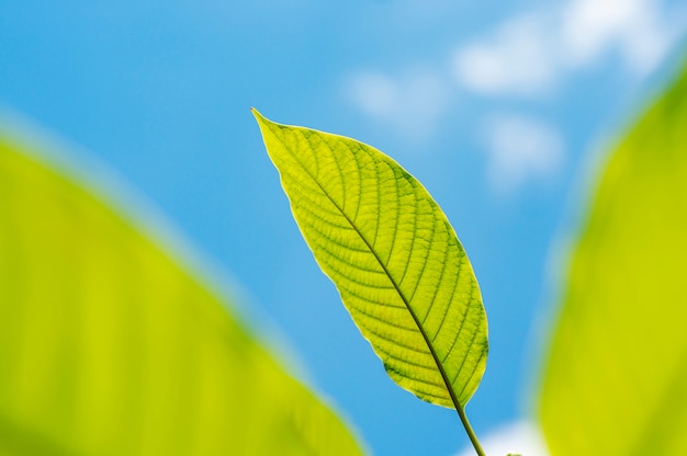 Naturaleza verde de la hoja con la rama en la naturaleza del cielo azul