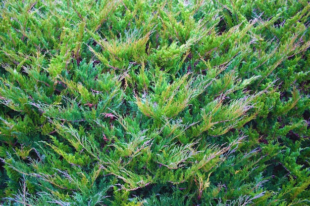 La naturaleza verde de Navidad fondo horizontal planta de arbusto de enebro textura