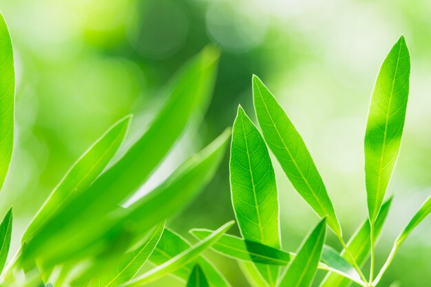 La naturaleza verde del primer se va en el verdor borroso en jardín