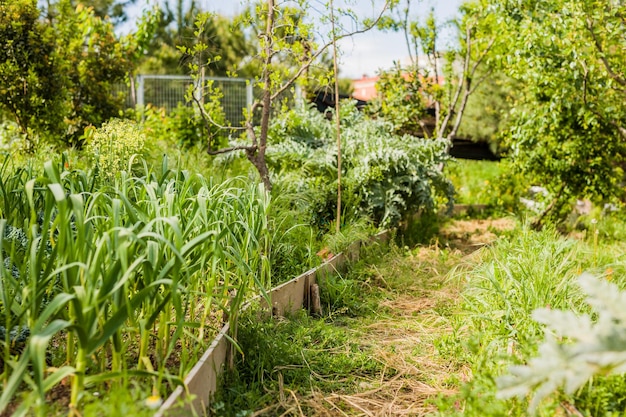 Naturaleza verde verano y primavera fondo jardín urbano agricultura borrosa horticultura orgánica