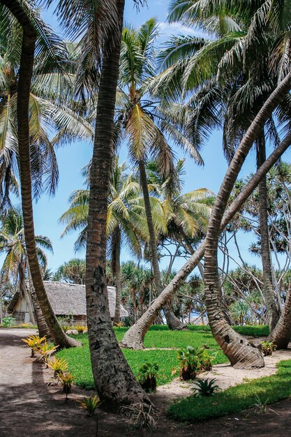 La naturaleza virgen de Nueva Caledonia con sus bellos paisajes