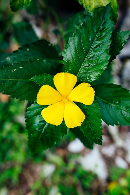 La naturaleza virgen de la Polinesia Francesa con sus bellos paisajes