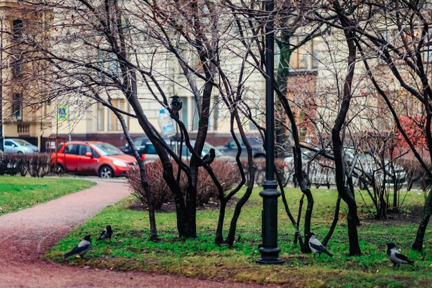 Naturaleza vistas arquitectura y vida de la ciudad de Rusia San Petersburgo