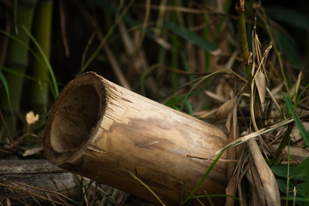 la naturaleza