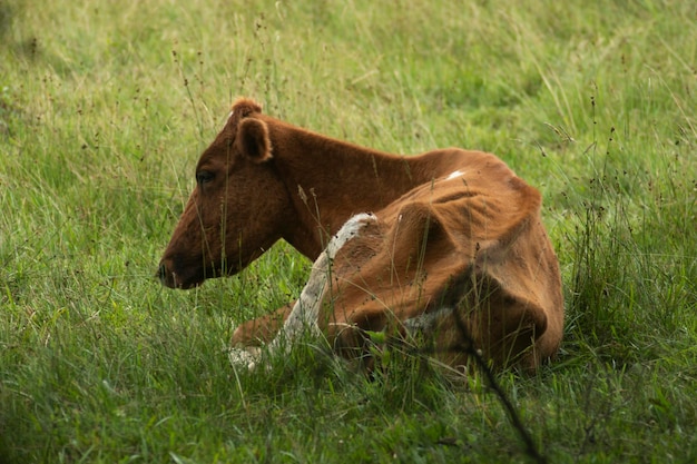 la naturaleza