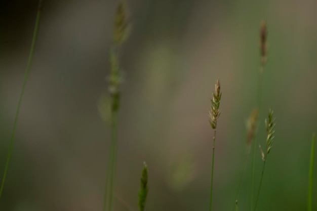 la naturaleza