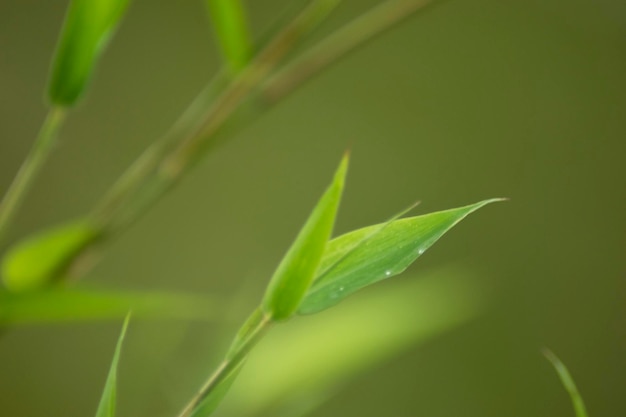 la naturaleza