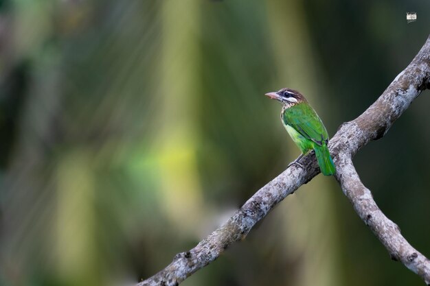 Foto la naturaleza