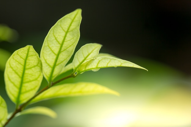 Naturansicht des grünen Blattzusammenfassungshintergrundes im Garten