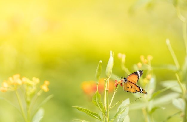 Naturansicht des schönen orange schmetterlings auf grünem natur verschwommenem hintergrund