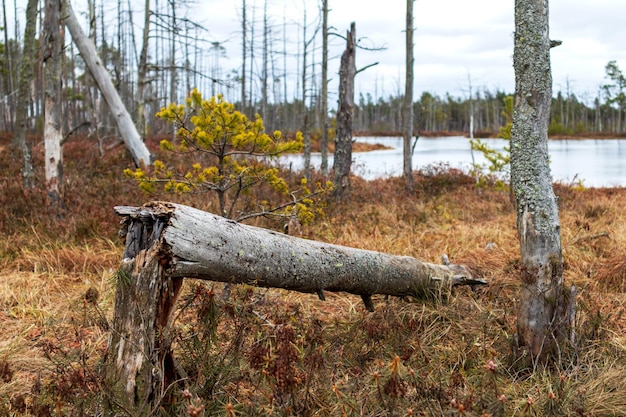 Naturansicht des Sumpfsees und des verfallenden Baums im Vordergrund