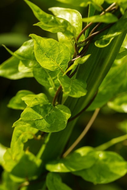 Naturansicht von grünen Blättern auf unscharfem Grünhintergrund in der Natur. Makrofotografie mit super geringer Schärfentiefe.
