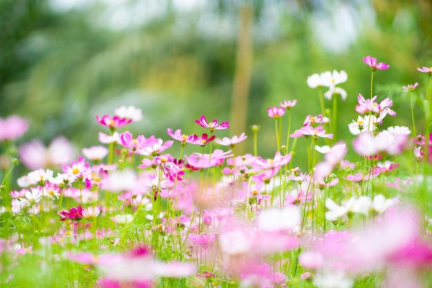 Naturblume auf Wiese