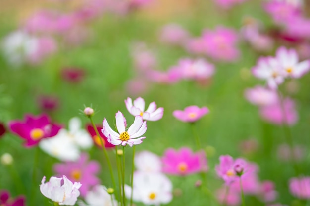 Naturblume auf Wiese