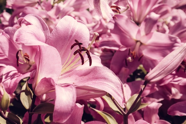 Naturblumenhintergrund Blühende rosa Lilien