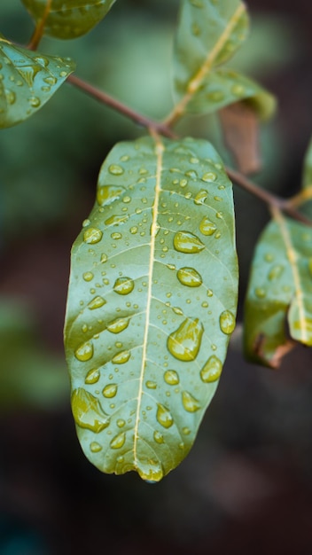 Nature Background Longan Leaves com gota de chuva HD