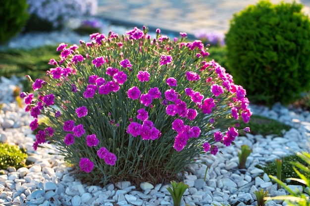 Nature's Splendor Lebendige Nelkenblüte in einer Gartenumgebung