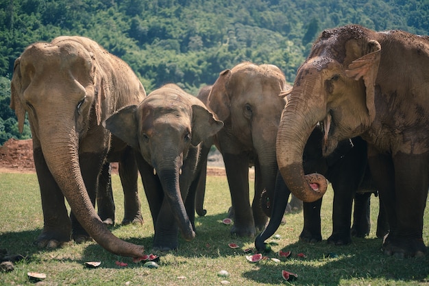 Naturelefant im Wald von Thailand