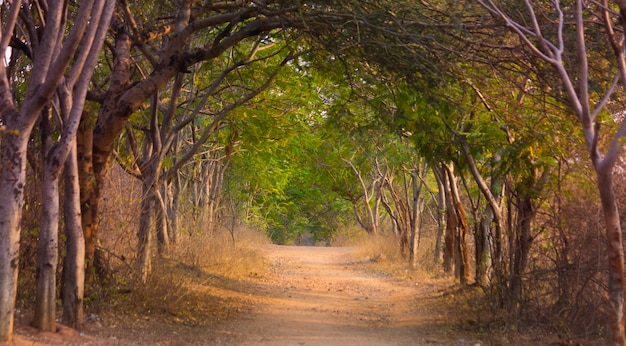 Naturen Arch