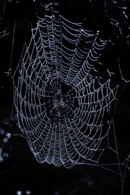 Naturer Kronleuchter Ein Spinnennetz, gekleidet mit Dewy-Edelsteinen