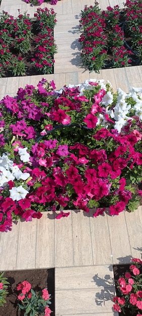 Natures Lanternas de papel Bougainvillea em plena floração