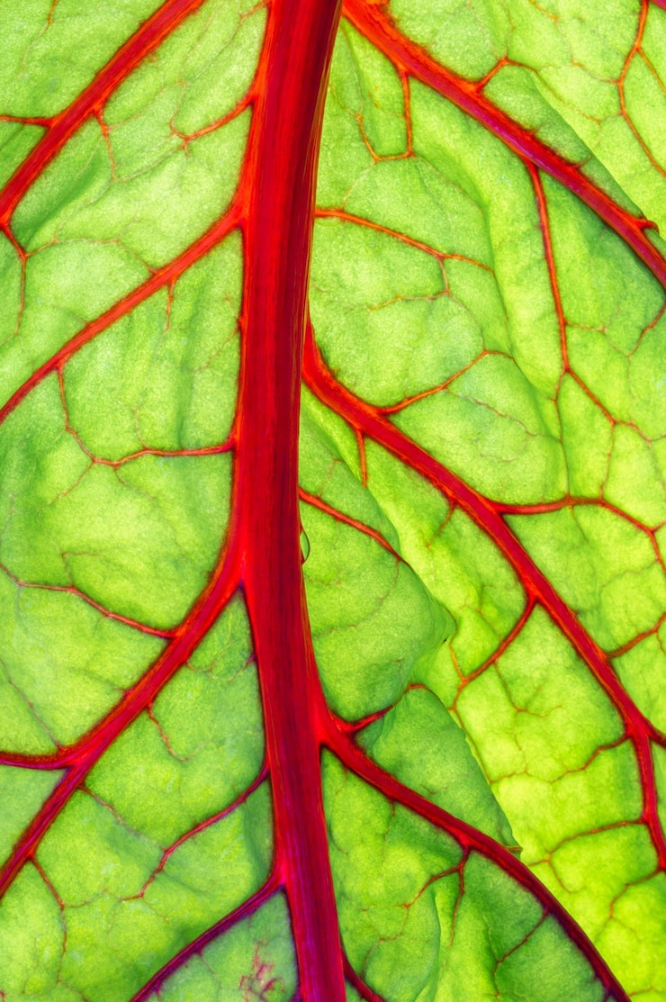 Foto natureza artística cativante 4k ultra hd imagem de close up folha de chard vermelha