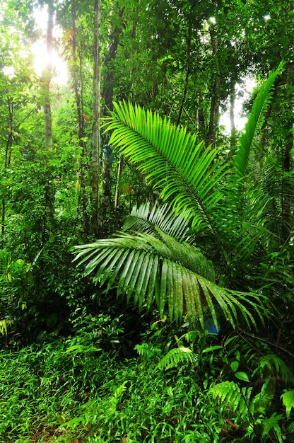 Natureza bela paisagem da floresta tropical na Tailândia