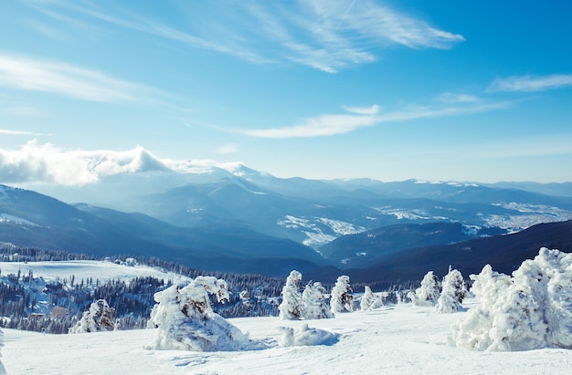 Natureza. Bela paisagem de inverno com árvores cobertas de neve. Bela vista das montanhas de um ponto alto.