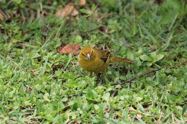 Natureza bela pousada de pássaros detalhes de perto