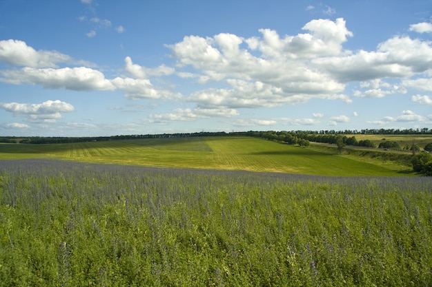 Natureza. Campo verde e céu azul