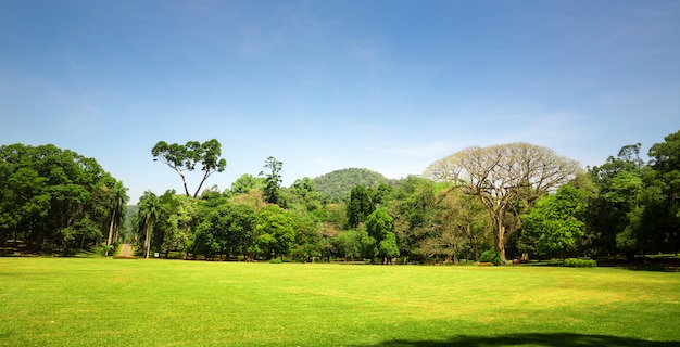 Natureza cênica e céu azul, ceilão. paisagem do sri lanka