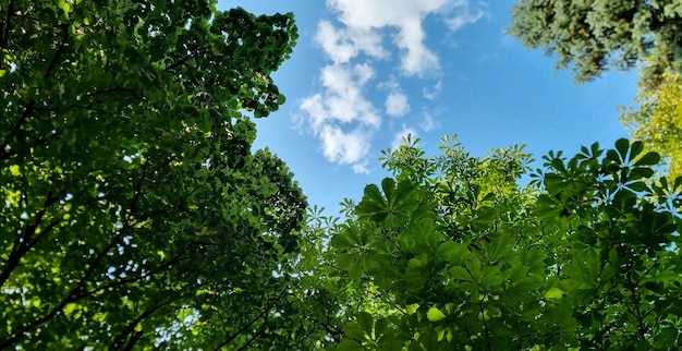 Natureza, céu, folhas.