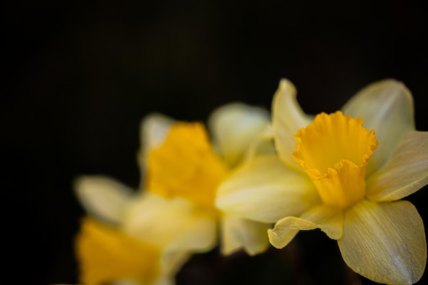 Natureza closeup, flores amarelas de narciso em fundo escuro. Primavera florescendo flores amarelas