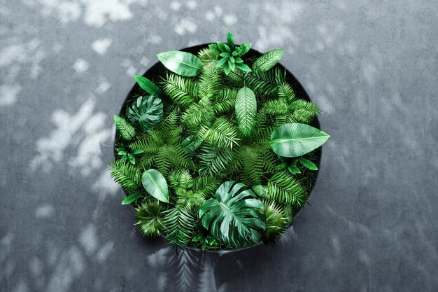 Natureza conceito mínimo estrutura de madeira em folhas verdes fundo design botânico para cosméticos spa pe