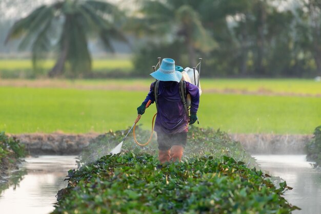 Foto natureza da agricultura de inhame de plantação de batata-doce