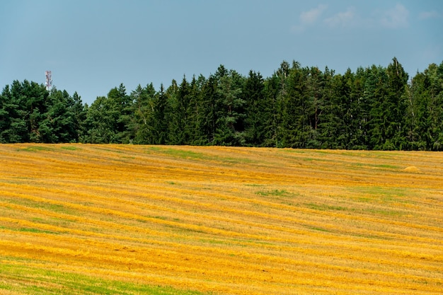 Natureza da Bielorrússia Campos e florestas sem fim da República da Bielorrússia Reserva Natural Nacional Um campo para o cultivo de cereais